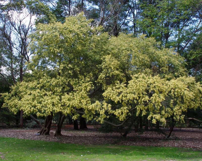 Acacia Floribunda tree providing colour and texture to a garden, with its delicate foliage and striking yellow blooms.