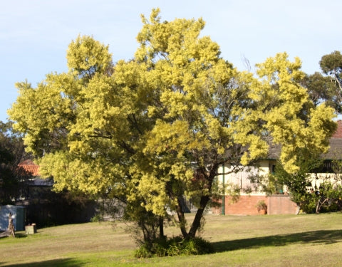 Acacia Longifolia var. sophorae in a coastal garden, displaying its vibrant green foliage and striking yellow flowers.