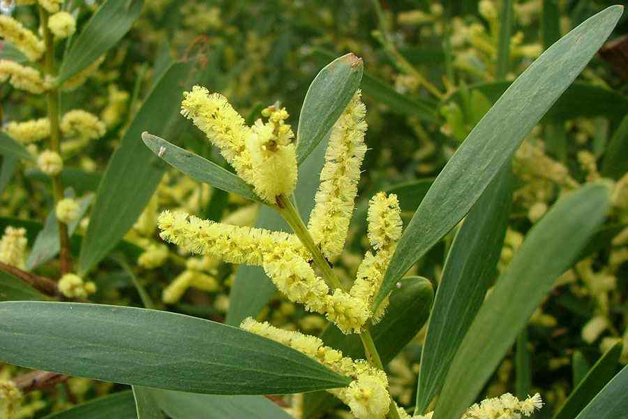 Acacia Longifolia var. sophorae used as a windbreak in a coastal landscape, providing shelter with its dense foliage.