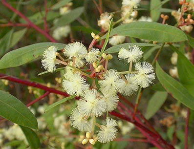 Acacia Myrtifolia (Myrtle Wattle) planted as a dense hedge, offering privacy and attracting native birds and insects.
