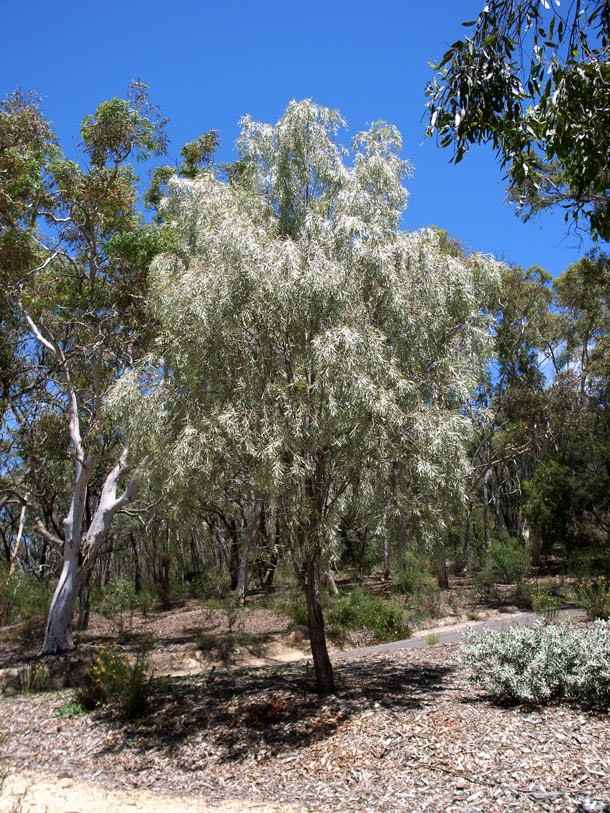 Acacia Pendula (Weeping Myall) tree planted in a garden or landscape, offering shelter and visual appeal with its weeping form and yellow flowers.