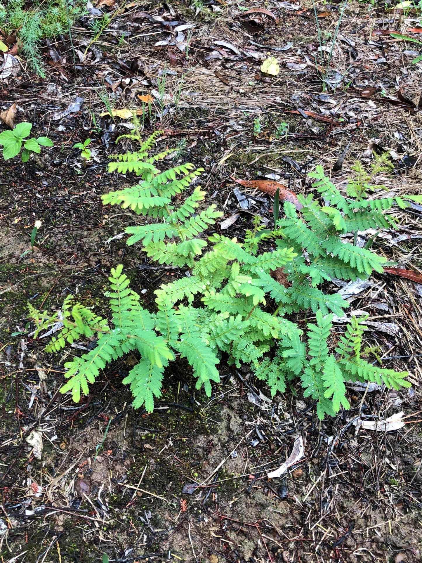 Acacia Pubescens (Downy Wattle)