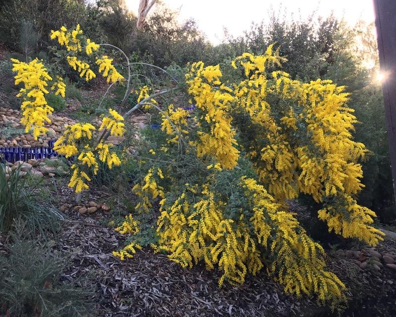Acacia Spectabilis (Mudgee Wattle)