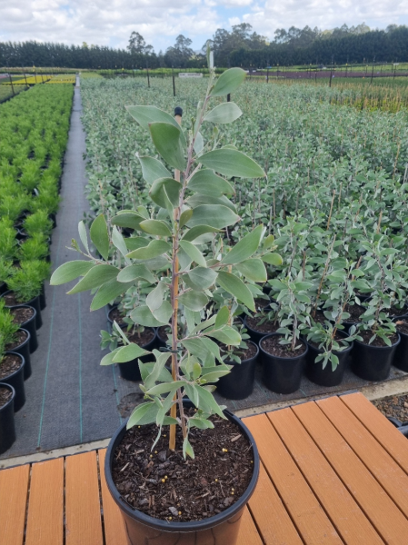 Acacia Binervia ‘Sterling Silver’ (Sterling Silver Wattle)