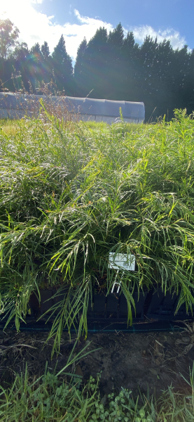 Acacia Floribunda (Gossamer Wattle)