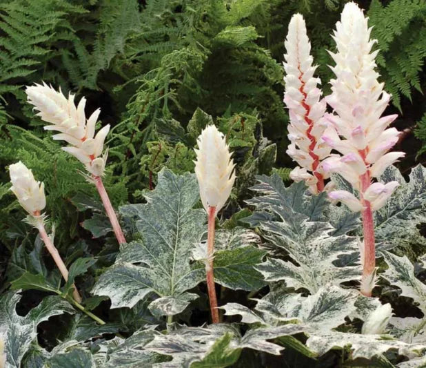 Acanthus mollis ‘Whitewater’ (Variegated Bear’s Breeches)