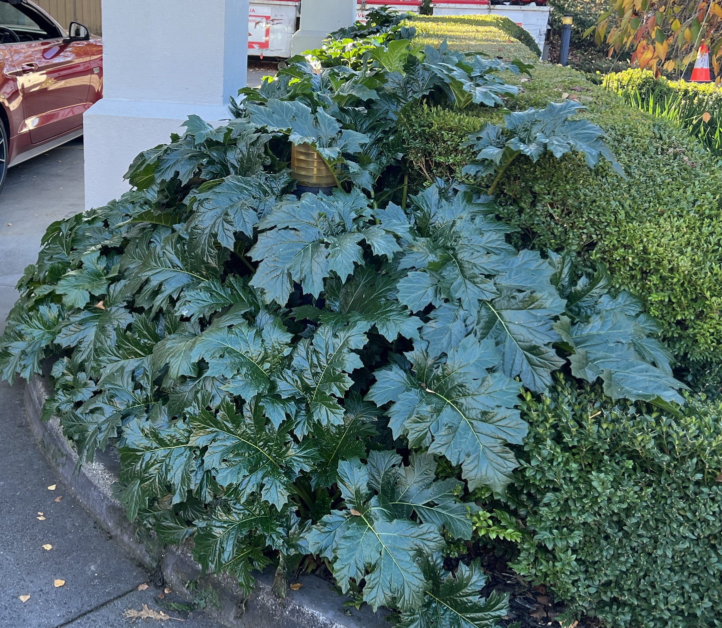 Acanthus Mollis (Oyster Plant)