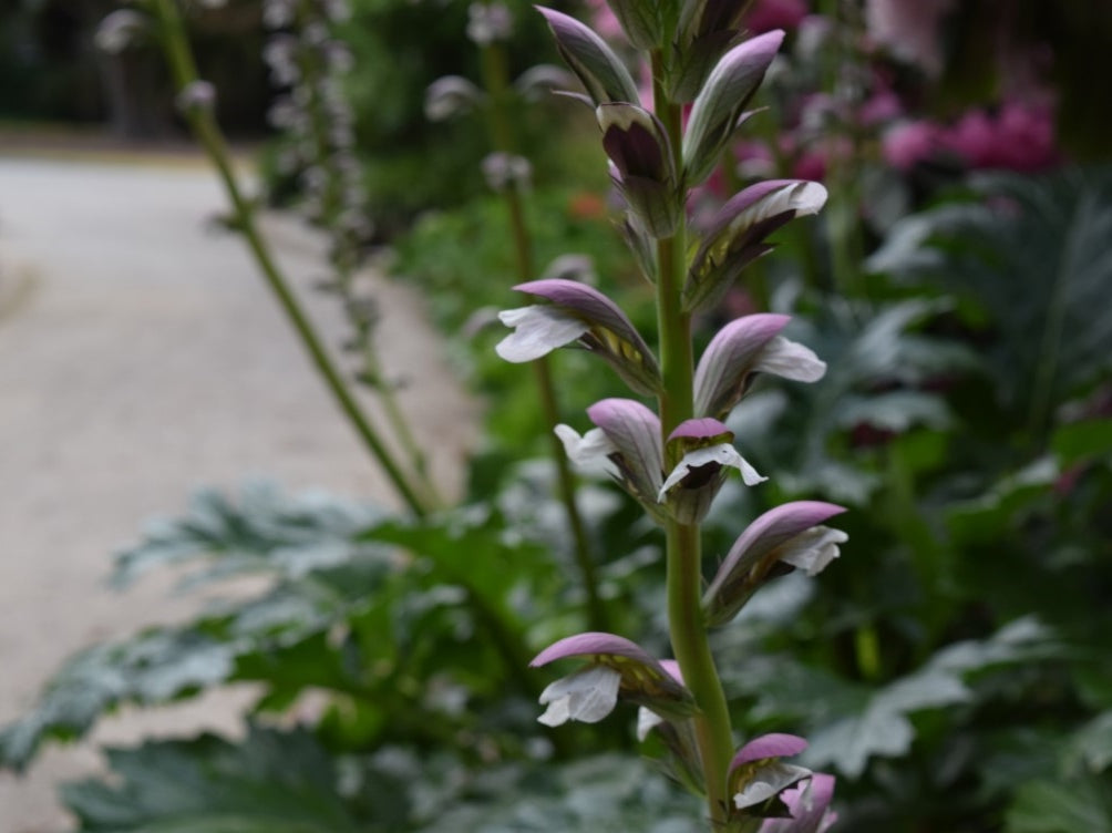 Acanthus Mollis (Bear's Breeches / Oyster Plant)