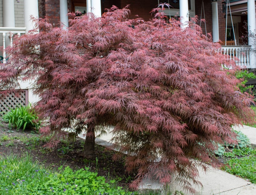 Acer Palmatum Dissectum ‘Crimson Queen’ Standard (Crimson Queen Standard Weeping Japanese Maple)