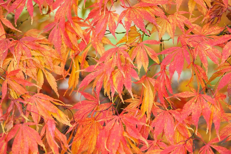 Acer Palmatum 'Elegans' (upright)