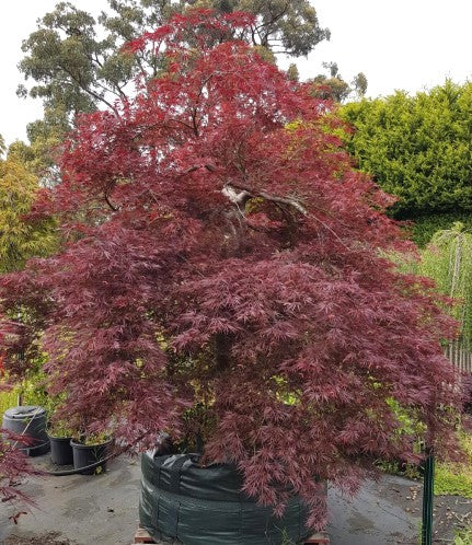 Acer Palmatum Dissectum 'Ever Red' (weeping)