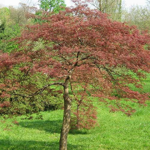 Acer Palmatum Dissectum 'Garnet' (weeping)