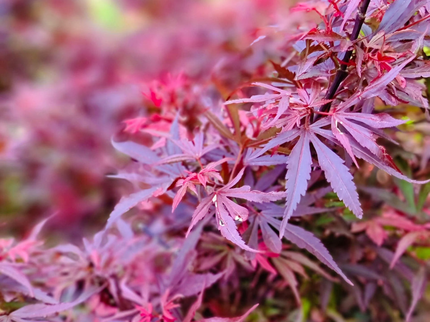 Acer Palmatum 'Shaina' (upright)