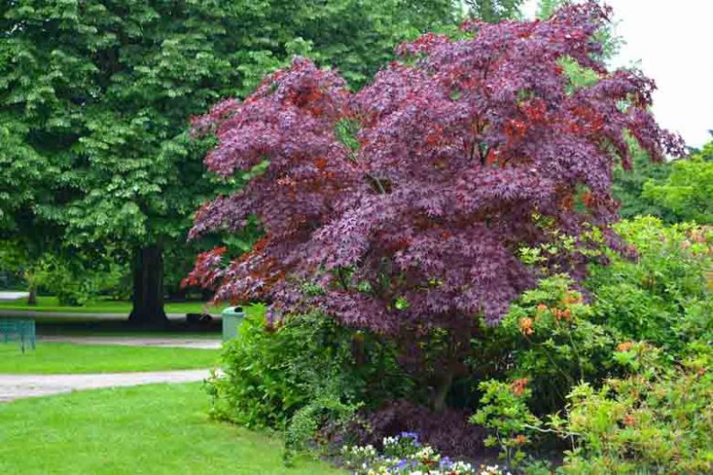 Acer Platanoides 'Crimson King'