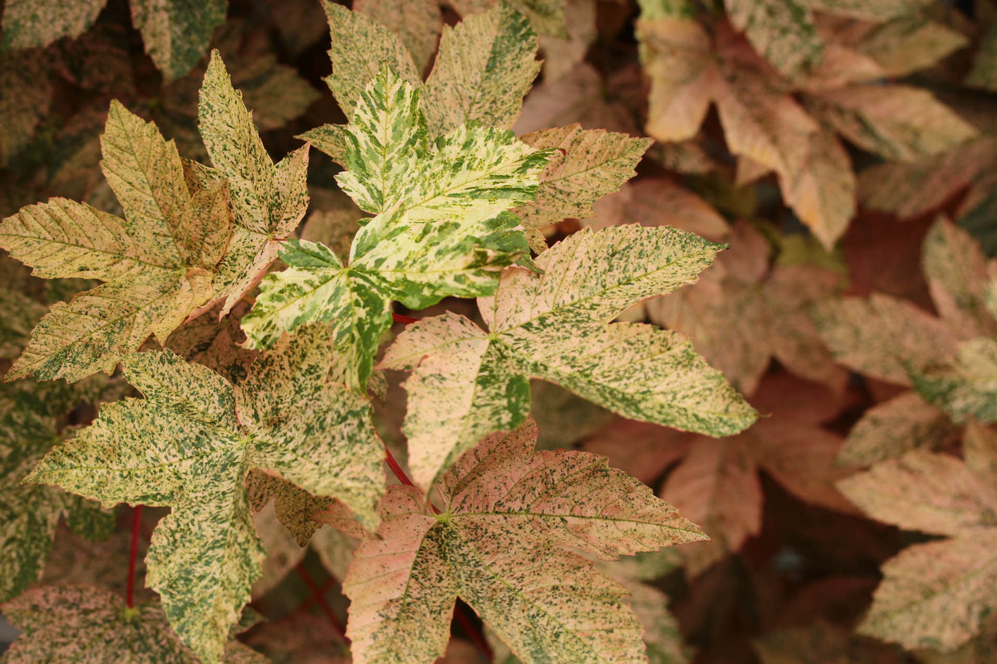 Acer Pseudoplatanus 'Esk Sunset'