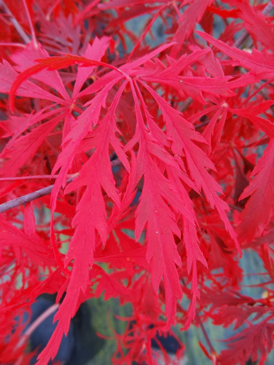 Acer Palmatum Dissectum 'Heartbeat' (weeping)