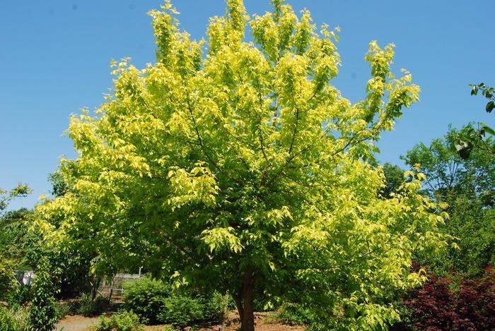 Acer Negundo 'Kelly's Gold' (Kelly's Gold Box Elder)