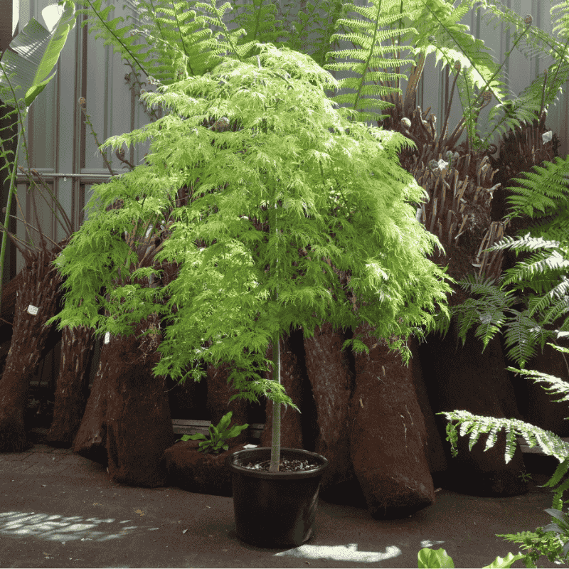 Acer Palmatum Dissectum ‘Ellen’ Standard (Ellen Standard Weeping Japanese Maple)
