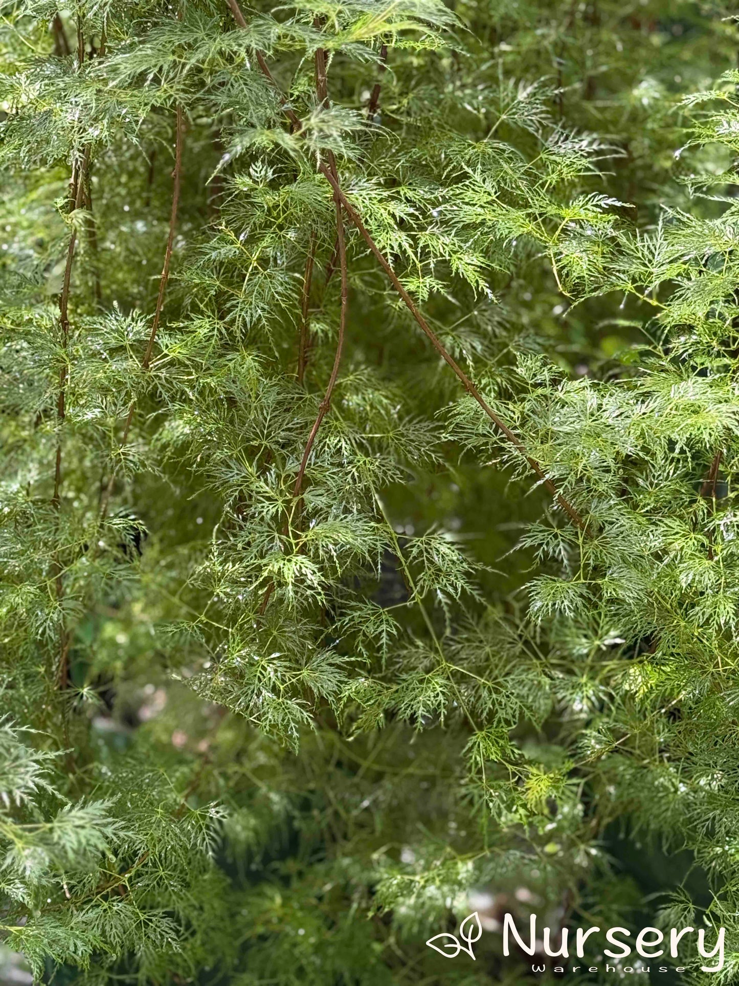 Detailed view of the bright green, finely cut, lace-like leaves of Acer Palmatum Dissectum 'Emerald Lace', showcasing its delicate texture.