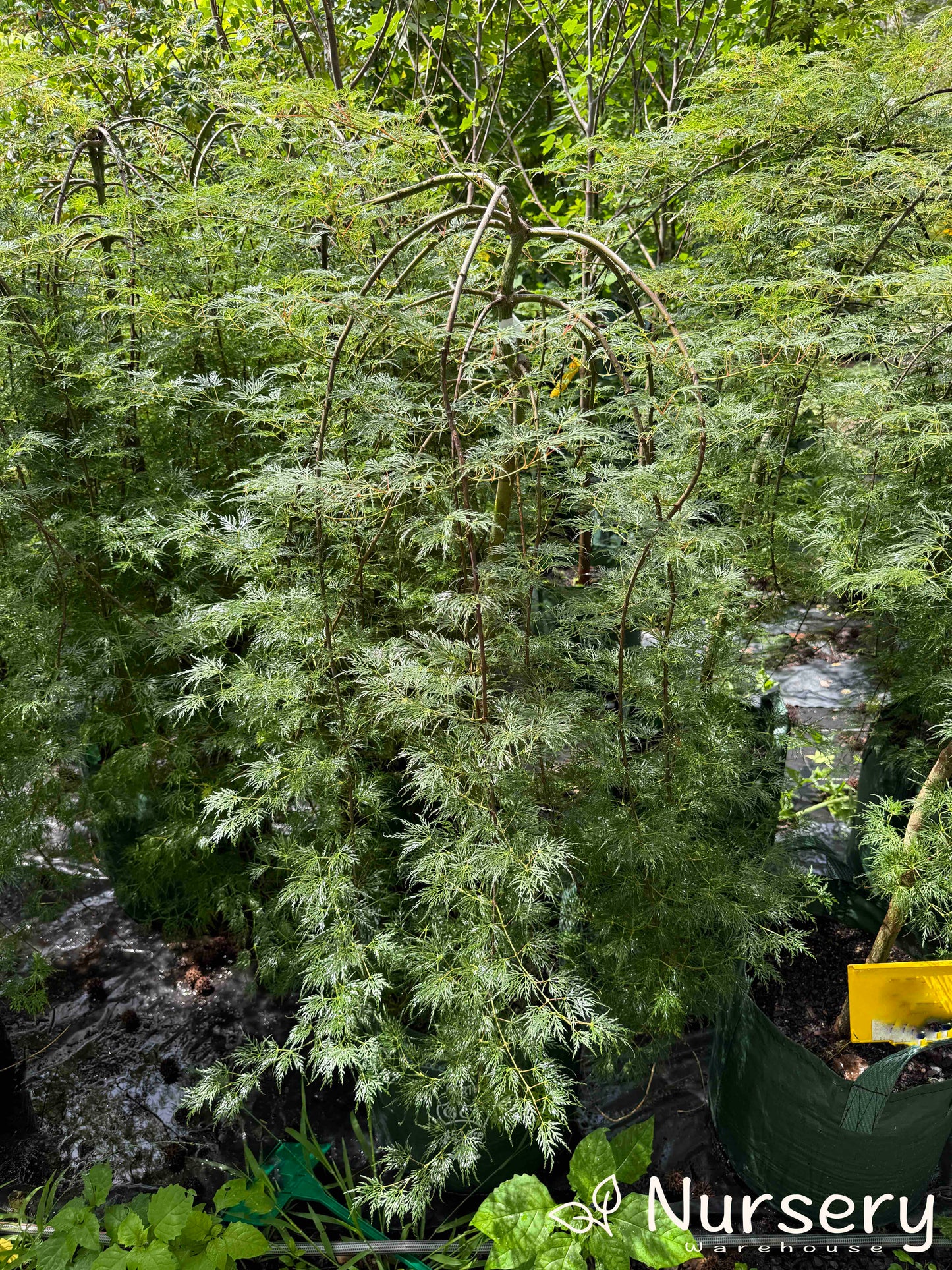 Acer Palmatum Dissectum 'Emerald Lace' tree in autumn, showcasing vibrant red and orange foliage.