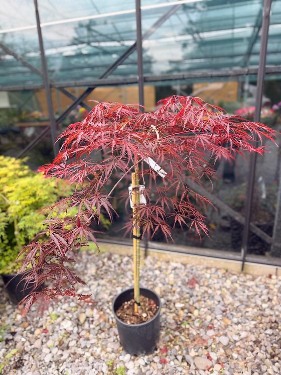 Acer Palmatum Dissectum ‘Garnet’ Standard (Garnet Standard Weeping Japanese Maple)