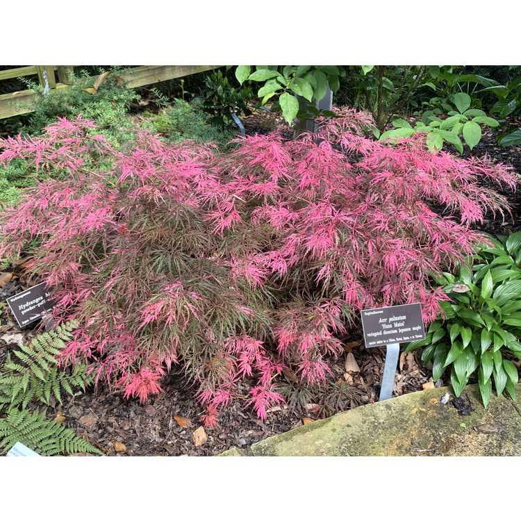 Acer Palmatum Dissectum ‘Hana Matoi’ Standard (Hana Matoi Standard Weeping Japanese Maple)