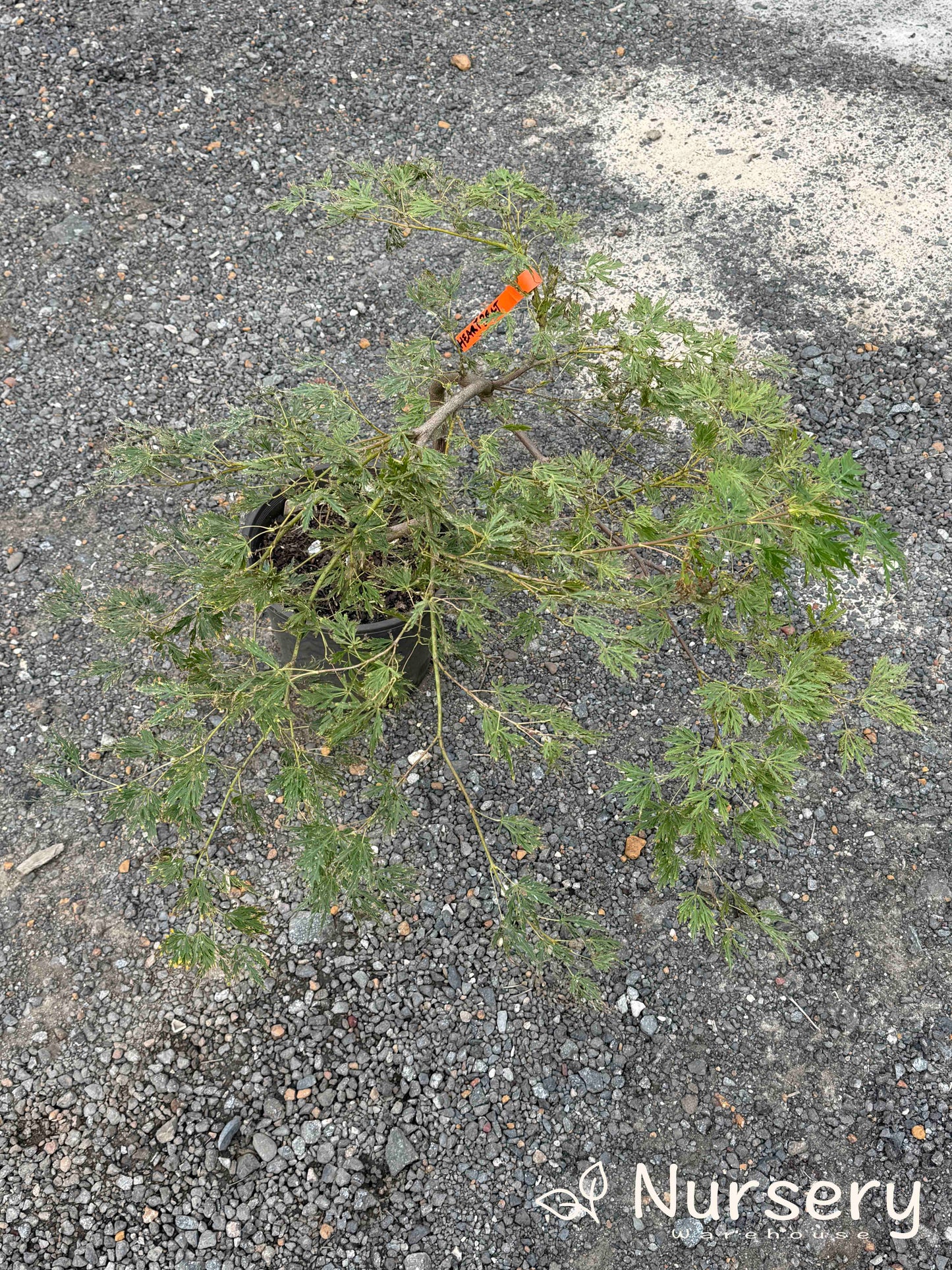 Acer Palmatum Dissectum 'Heartbeat' (weeping)