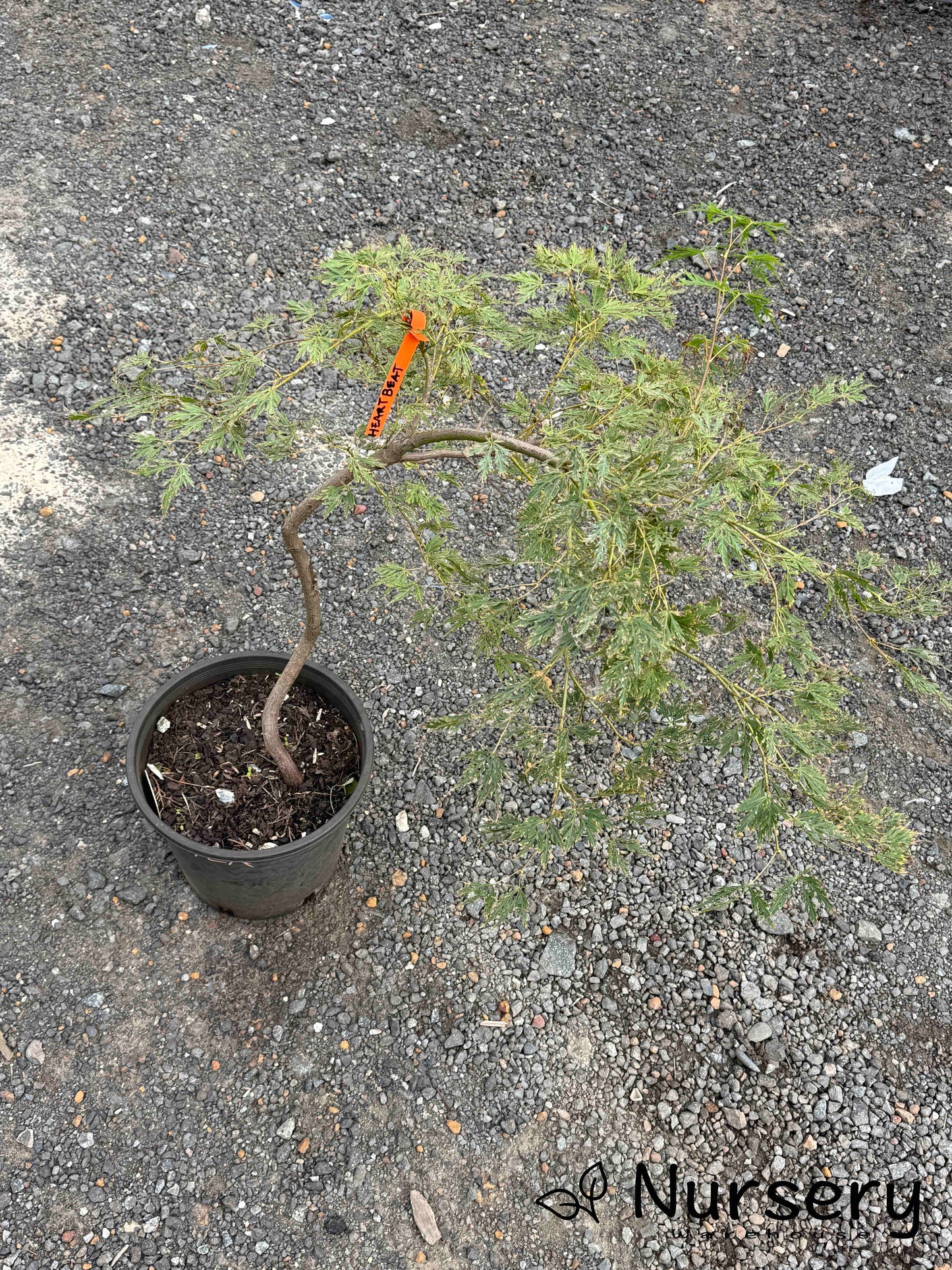 Acer Palmatum Dissectum 'Heartbeat' (weeping)