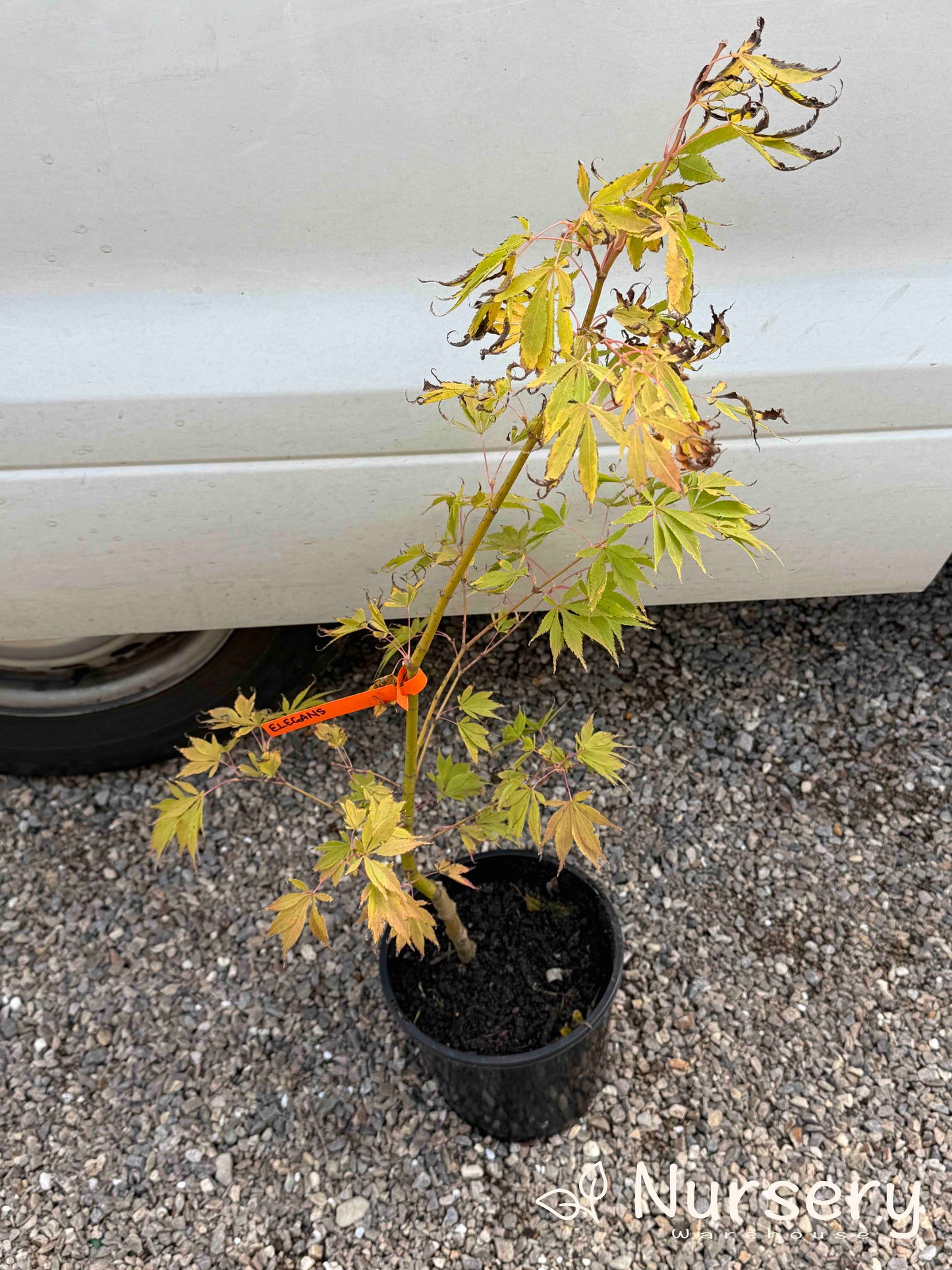 Acer Palmatum 'Elegans' (upright)