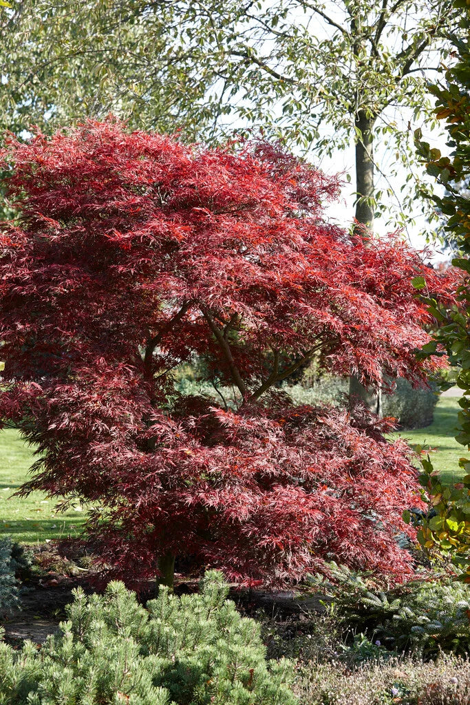 Acer Palmatum ‘Lionheart’ (Lionheart Japanese Maple)