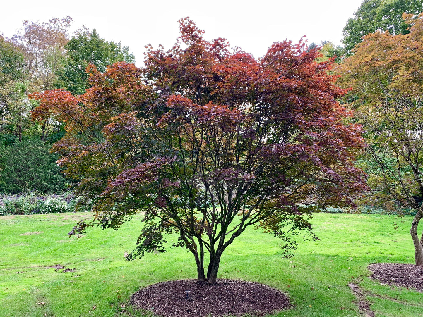 Acer Palmatum ‘Robertson Red’ (Robertson Red Japanese Maple)