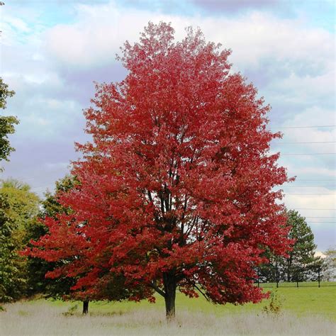 Acer Rubrum ‘Frank Jr.’ (Redpointe Maple)