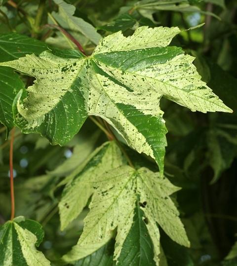 Acer Pseudoplatanus Variegated (Variegated Sycamore Maple)