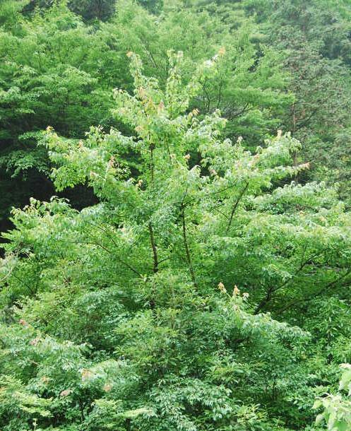 Acer Buergerianum 'Trident Maple'