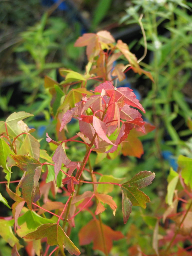 Acer Buergerianum 'Trident Maple'