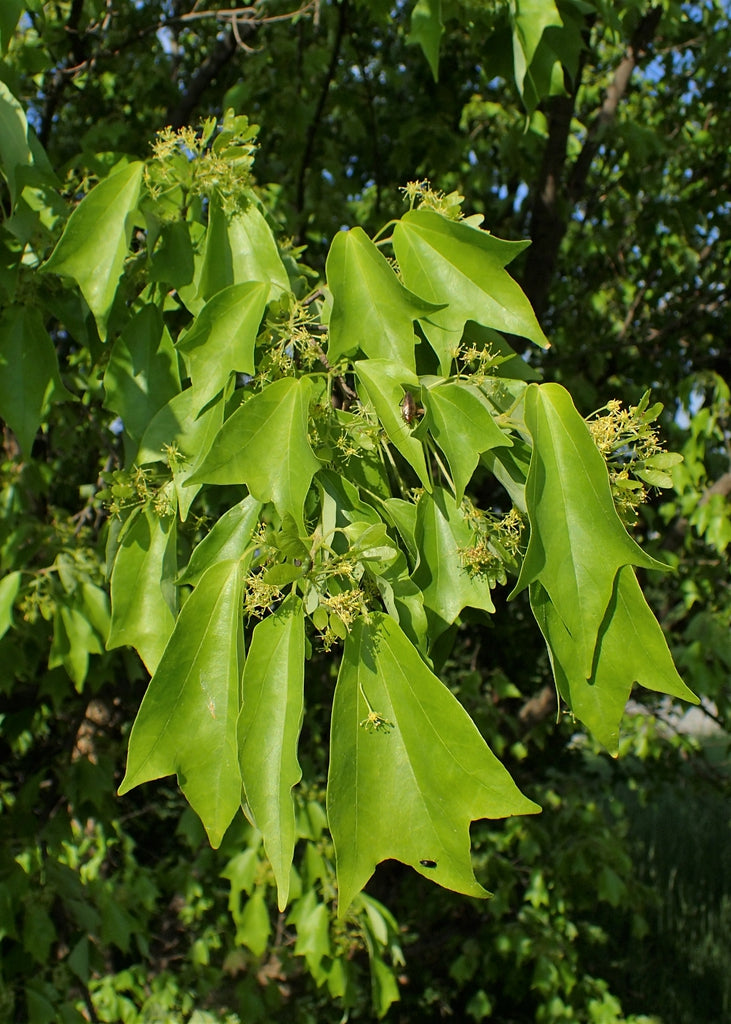 Acer Buergerianum 'Trident Maple'