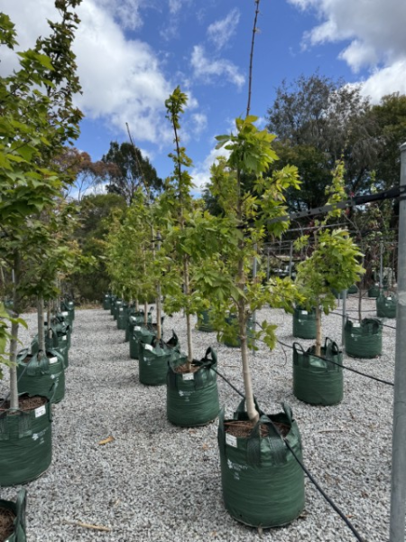 Acer Negundo (Box Elder) 'Sensation' (upright)