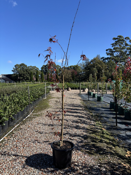Acer Palmatum Atropurpureum (Purple Japanese Maple)