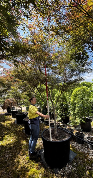 Acer Palmatum 'Red Pygmy' (Japanese Maple Red Pygmy)