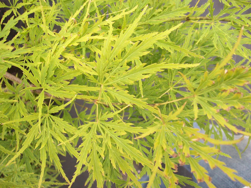 Acer palmatum dissectum Sekimori (Sekimori Japanese Maple)