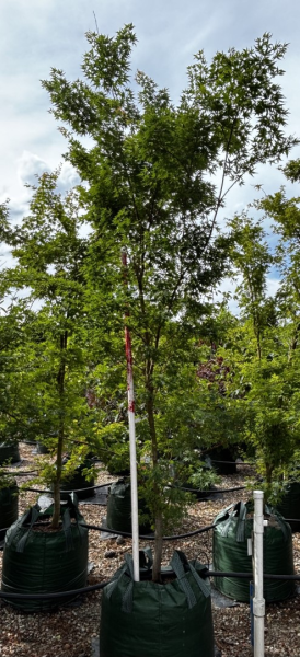 Acer Palmatum 'Sango Kaku' (Coral Bark Maple)