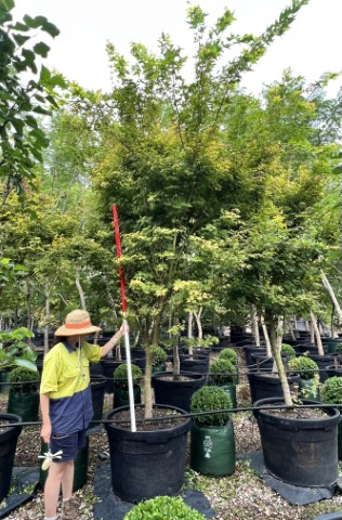 Acer Palmatum ‘Sango-Kaku’ (Coral Bark Maple)