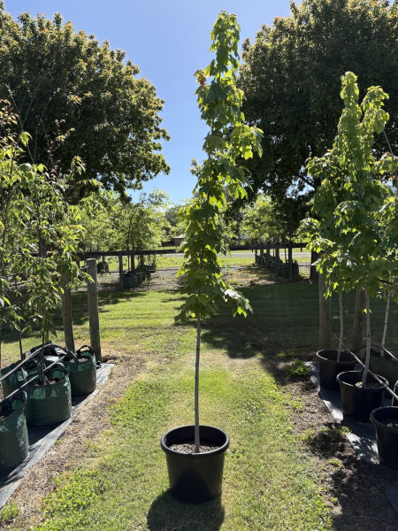 Acer Rubrum "Autumn Red' (Canadian Maple)