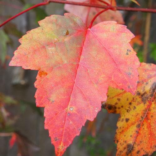 Acer Rubrum 'Fairview Flame' (upright)