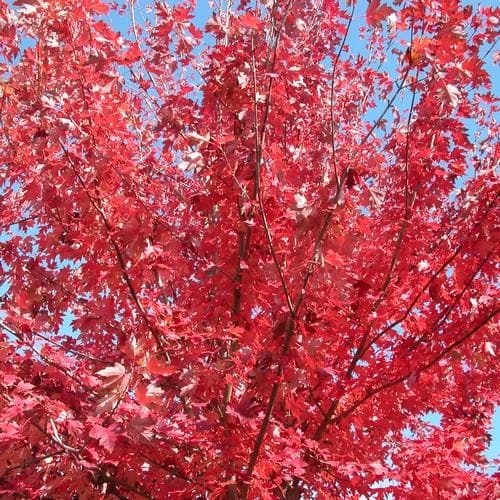 Acer Rubrum 'Fairview Flame' (upright)