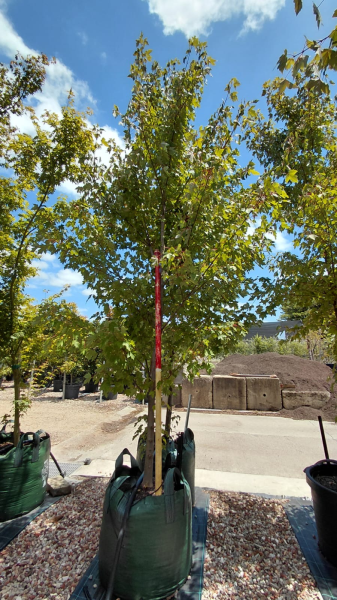 Acer Rubrum ‘Frank Jr.’ (Redpointe Maple)