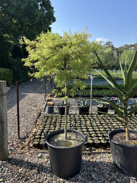 Acer Palmatum Dissectum ‘Viridis’ (Green Weeping Japanese Maple)