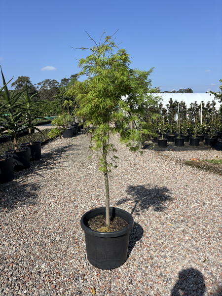 Acer Palmatum Dissectum ‘Viridis’ (Green Weeping Japanese Maple)