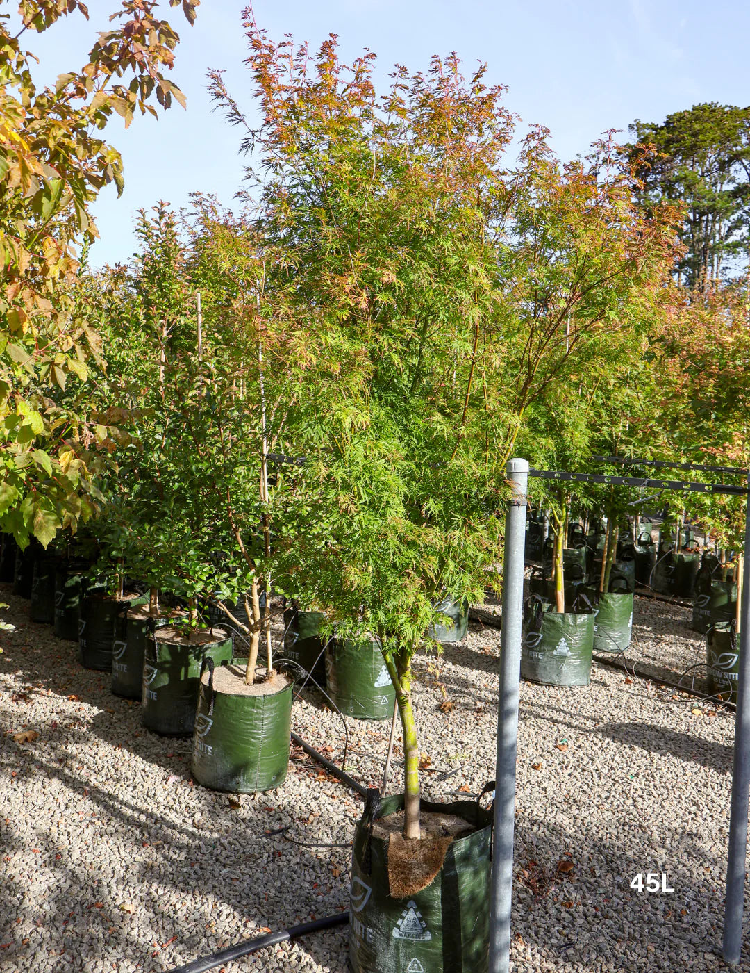 Acer palmatum dissectum ‘Seiryu’ (Seiryu Japanese Maple)
