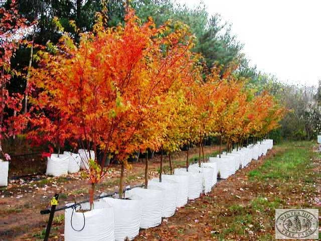 Acer palmatum 'Senkaki' (Coral Bark Maple)